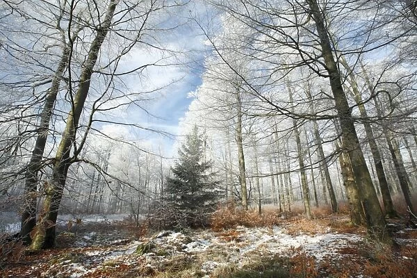 Beech Woodland - covered with frost in winter - North Hessen - Germany