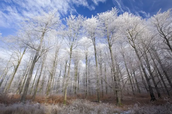 Framed Print : Beech Woodland - covered with frost in winter - North Hessen - Germany Framed Print : Beech Woodland - covered with frost in winter - North Hessen - Germany