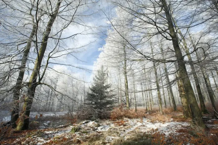 Framed Print : Beech Woodland - covered with frost in winter - North Hessen - Germany Framed Print : Beech Woodland - covered with frost in winter - North Hessen - Germany