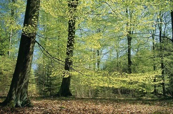 Beech Woodland - in spring with fresh green foliage
