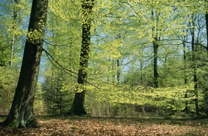 Framed Print : Beech Woodland - in spring with fresh green foliage Framed Print : Beech Woodland - in spring with fresh green foliage