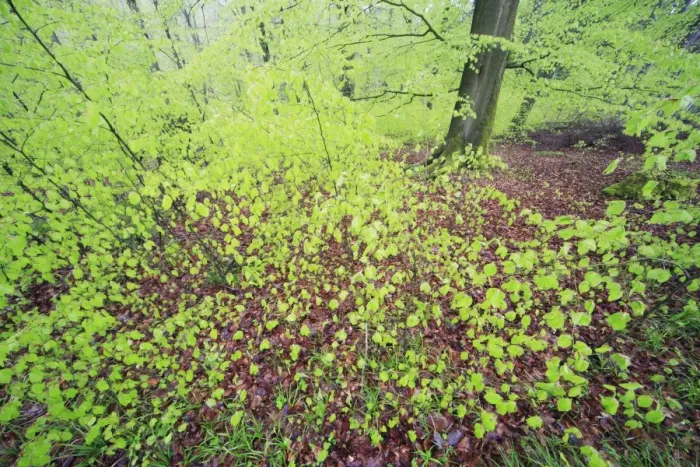 Framed Print : Beech Woodland - in spring, Lower Saxony, Germany Framed Print : Beech Woodland - in spring, Lower Saxony, Germany