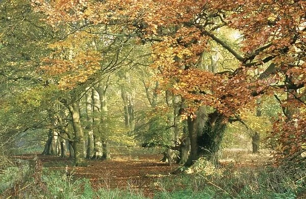 Beechwood - Autumn Wood in Norfolk, UK