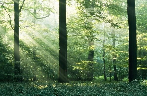 Beechwood - with Sun filtering through Woodland
