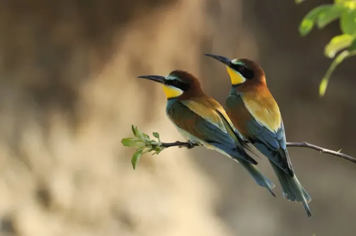 Framed Print : Beeeater - two, Austria Framed Print : Beeeater - two, Austria