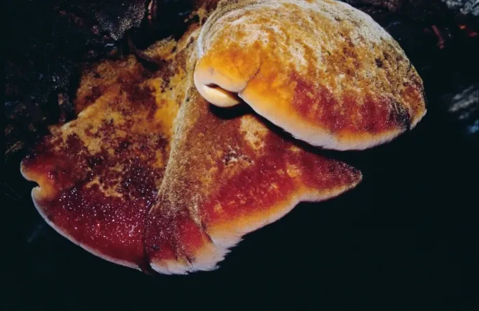 Framed Print : Beefsteak Fungus Framed Print : Beefsteak Fungus