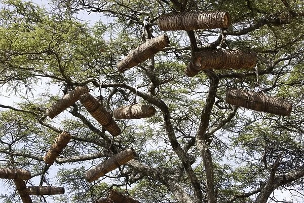 Beehive in the trees. Gardula area between Arba Minch and Konso - Ethiopia