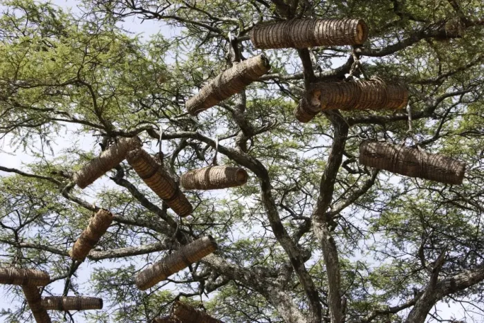 Framed Print : Beehive in the trees. Gardula area between Arba Minch and Konso - Ethiopia