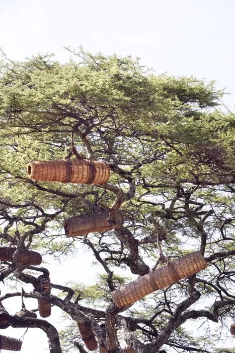 Framed Print : Beehive in the trees. Gardula area between Arba Minch and Konso - Ethiopia Framed Print : Beehive in the trees. Gardula area between Arba Minch and Konso - Ethiopia