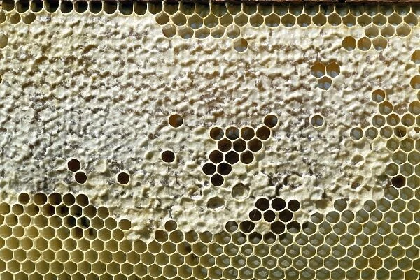 Beekeping - capped honey comb