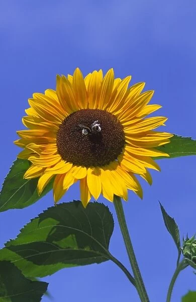 Two Bees in centre of large bright sunlit Sunflower seen very close against deep blue sky