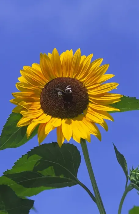 Framed Print : Two Bees in centre of large bright sunlit Sunflower seen very close against deep blue sky Framed Print : Two Bees in centre of large bright sunlit Sunflower seen very close against deep blue sky