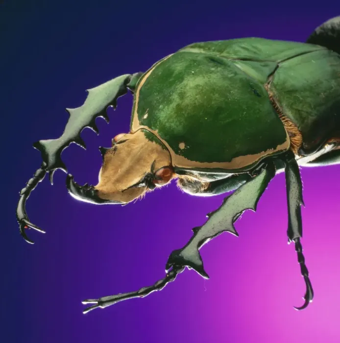 Framed Print : BEETLE - close-up on purple Framed Print : BEETLE - close-up on purple