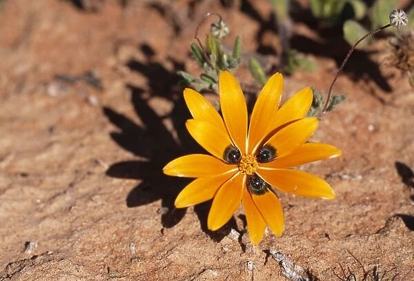 Beetle Daisy Showing mimic eyes to attract Bee-fly pollinator, Namaqualand, South Africa