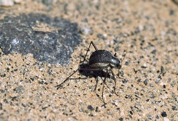 Beetle - longest legs of any beetle in the world Namib Desert Namibia