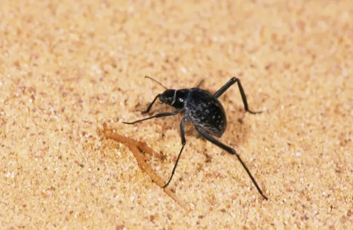 Framed Print : A beetle - runs in sand while feeding in Arabian desert in early morning approx. 50 km from Hurghada town (Red sea shore). January Eg39. 0309 Framed Print : A beetle - runs in sand while feeding in Arabian desert in early morning approx. 50 km from Hurghada town (Red sea shore). January Eg39. 0309