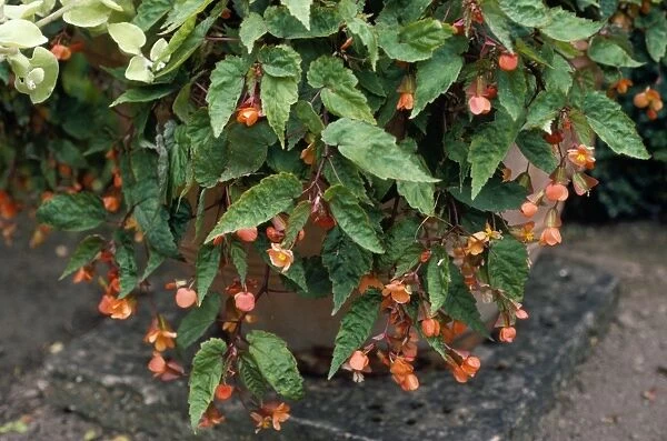 Begonia Sutherlandii Sissinghurst, UK