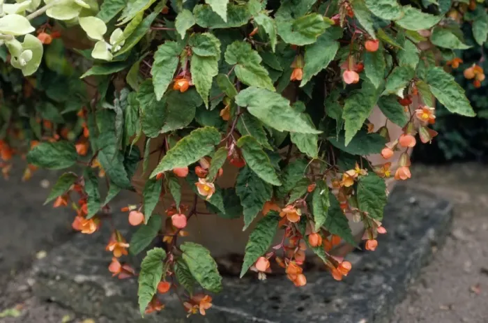 Framed Print : Begonia Sutherlandii Sissinghurst, UK