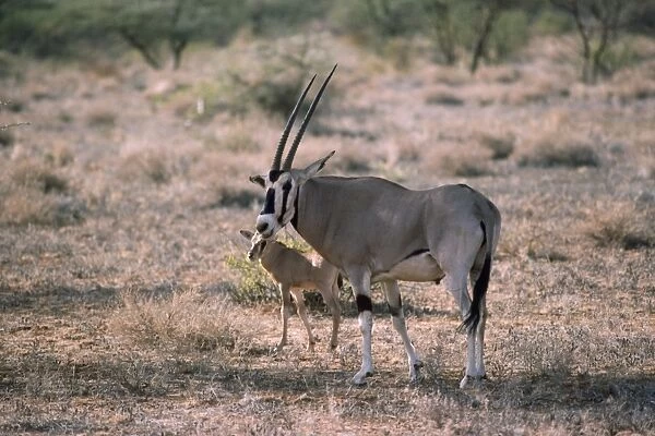 Beisa Oryx - with young