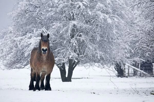Belgian horse in winter
