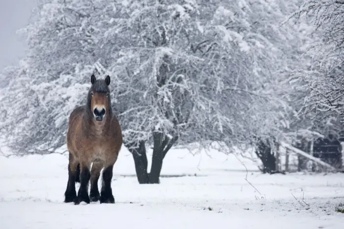Framed Print : Belgian horse in winter Framed Print : Belgian horse in winter
