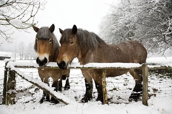Belgian horses - in winter