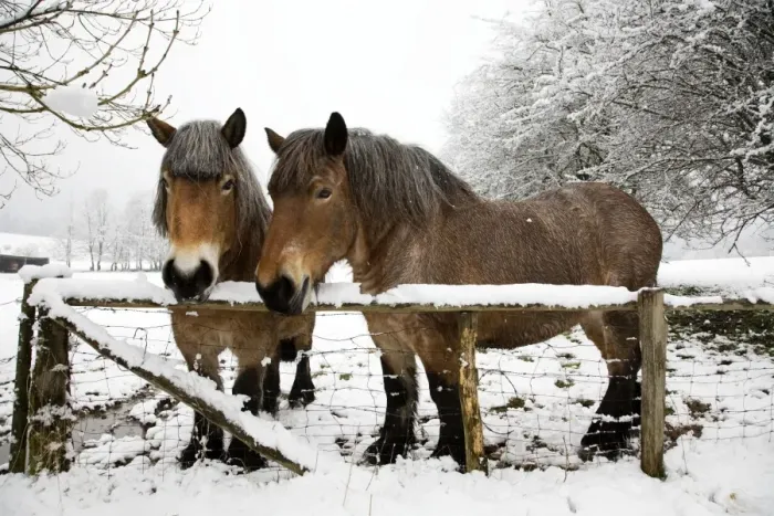 Framed Print : Belgian horses - in winter Framed Print : Belgian horses - in winter