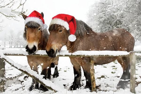 Belgian horses - in winter wearing Christmas hats