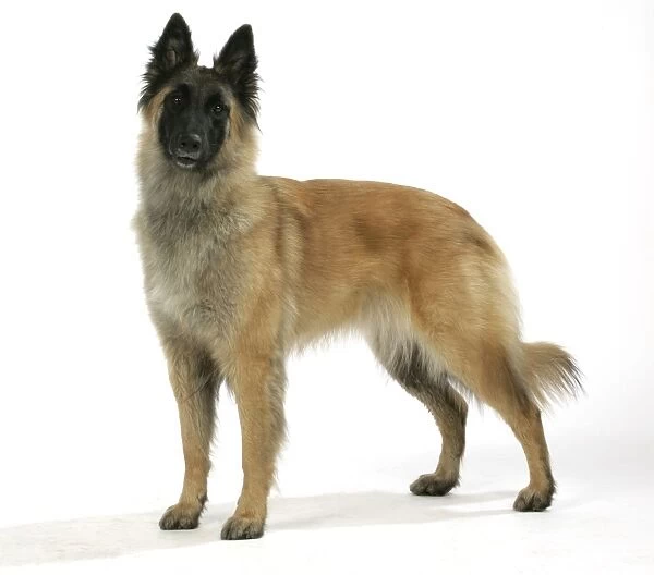 Belgian Shepherd Dog - Tervuren
