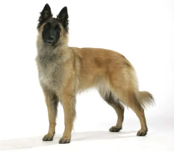 Framed Print : Belgian Shepherd Dog - Tervuren