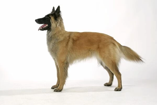 Belgian Shepherd Dog - Tervuren