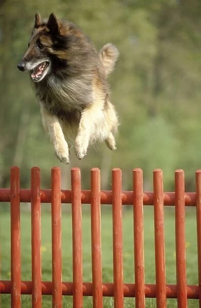 Belgian Tervuren Dog Jumping over fence