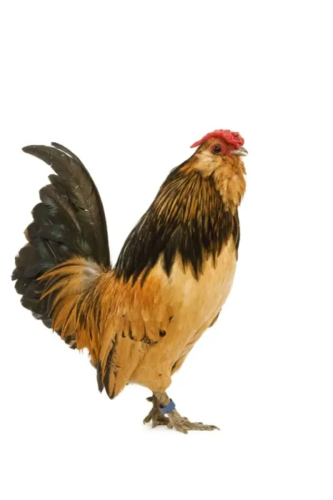 Framed Print : Belgium Bantam - Barbu d'Anvers - in studio Framed Print : Belgium Bantam - Barbu d'Anvers - in studio