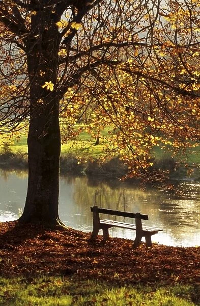 Belgium - Bench in park in autumn by beech tree and lake Belgium