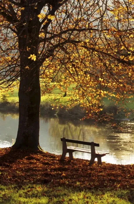 Framed Print : Belgium - Bench in park in autumn by beech tree and lake Belgium Framed Print : Belgium - Bench in park in autumn by beech tree and lake Belgium