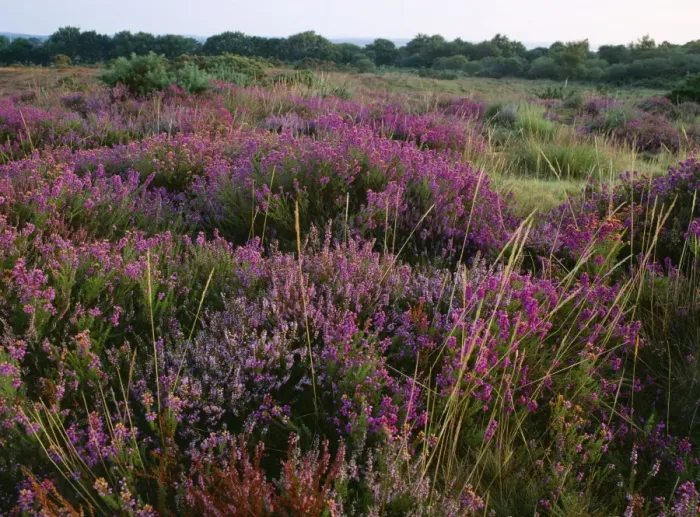 Framed Print : Bell Heather / Bell Ling - & Bristle Bent Dorset Heath Nr. Stoborough, UK Framed Print : Bell Heather / Bell Ling - & Bristle Bent Dorset Heath Nr. Stoborough, UK