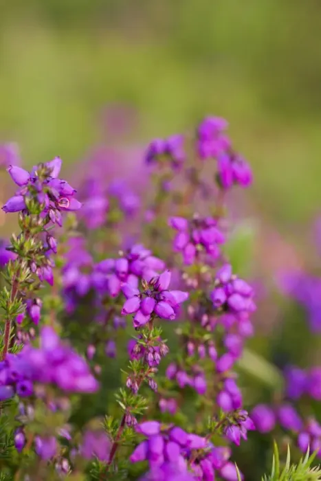 Framed Print : Bell Heather - Summer - Cornwall, UK Framed Print : Bell Heather - Summer - Cornwall, UK