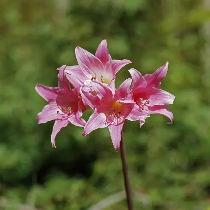 Framed Print : Belladonna Lily Framed Print : Belladonna Lily