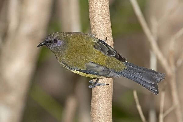 Bellbird - Tiritiri Matangi Island - Hauraki Gulf - North Island - New Zealand