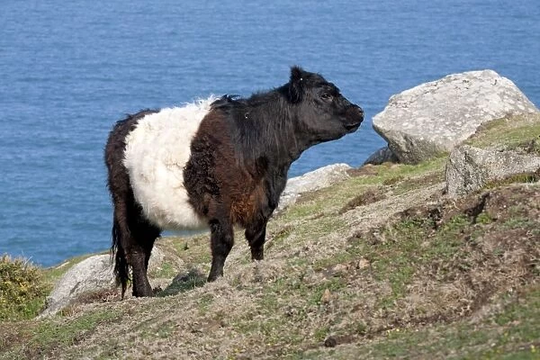 Belted Galloway Cow - coast - Cornwall - UK