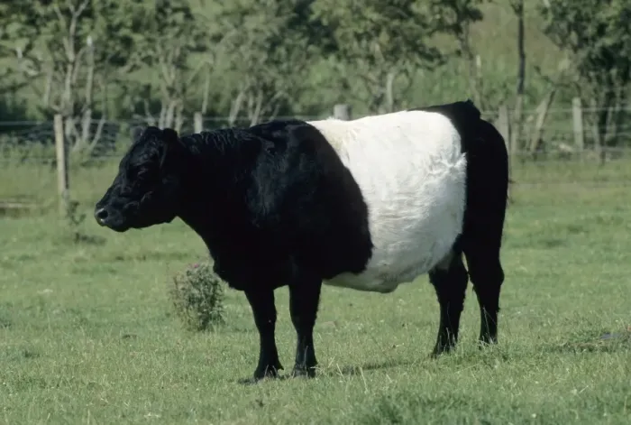 Framed Print : Belted Galloway - UK MA001726 Framed Print : Belted Galloway - UK MA001726