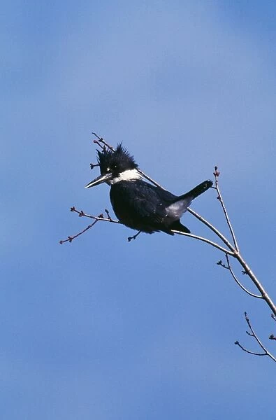 Belted Kingfisher Brittany, Connecticut, USA