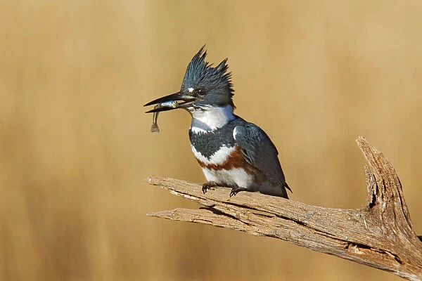 Belted Kingfisher - with fish in beak