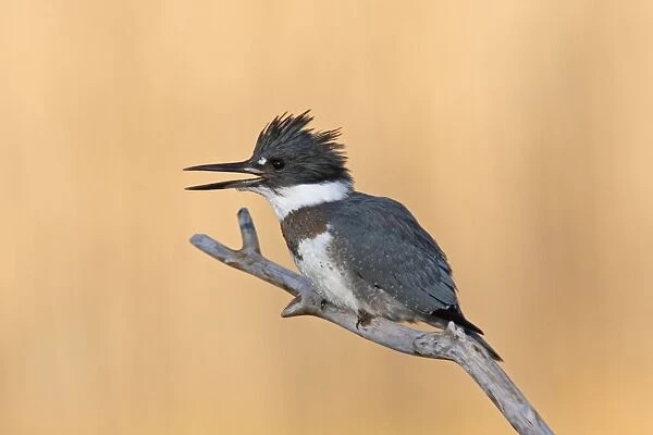 Belted Kingfisher - male with beak open - December in CT, USA