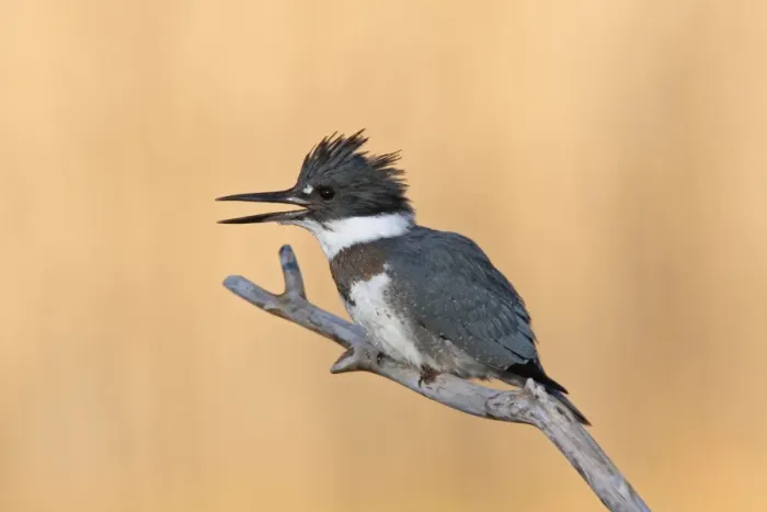 Framed Print : Belted Kingfisher - male with beak open - December in CT, USA