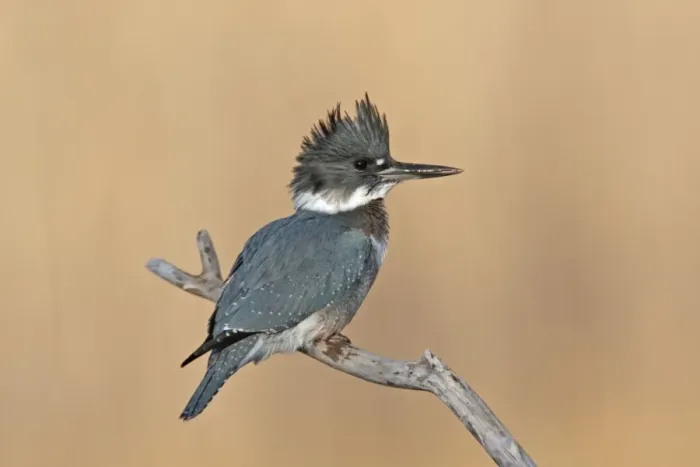 Framed Print : Belted Kingfisher - male. December in CT, USA Framed Print : Belted Kingfisher - male. December in CT, USA