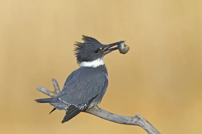 Framed Print : Belted Kingfisher - male with fish in mouth - December in CT, USA Framed Print : Belted Kingfisher - male with fish in mouth - December in CT, USA