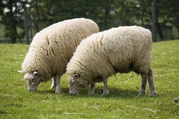 Beltex double muscled sheep - grazing. Rare Breed Trust Cotswold Farm Park Temple Guiting near Stow on the Wold UK. This is a hybrid breed first introduced from Belgium in 1989