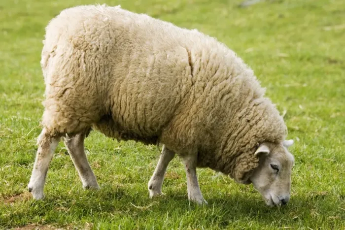 Framed Print : Beltex double muscled sheep - grazing. Rare Breed Trust Cotswold Farm Park Temple Guiting near Stow on the Wold UK. This is a hybrid breed first introduced from Belgium in 1989