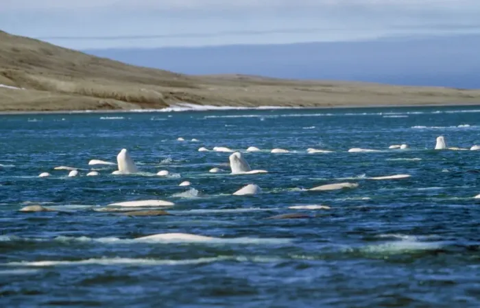 Framed Print : Beluga Whale Canadian Arctic Framed Print : Beluga Whale Canadian Arctic